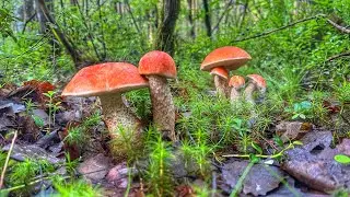 ЭМОЦИИ НЕ ПЕРЕДАТЬ СЛОВАМИ! ФЕЕРИЧНАЯ НАХОДКА! ПОДОСИНОВИКИ ПРУТ В СМЕШАННОМ ЛЕСУ! ГРИБЫ 2023