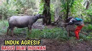 WAKTUNYA TERNAK KERBAU  DITANDA DAN DIBERIKAN OBAT