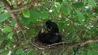 Racket-tailed treepie bird Feed the baby in the nest well (EP29) Racket-tailed treepie bird