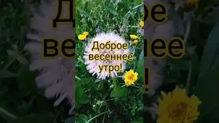 Доброе весеннее утро! 💛
