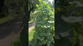 Декоративные тыквы