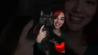 Этот мейн-кун забрал мое ❤️огромный кот!