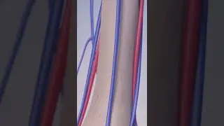 Why We Put IVs in Arm Veins