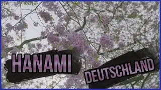 Sakura wie in Japan? | Hanami mitten in Deutschland | VLOG