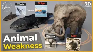 Animals Weakness comparison