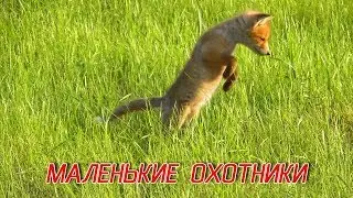 Маленькие Лисята Учатся Охотиться / Little Foxes Learn How To Hunt