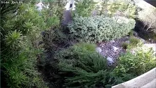 Coyote Going Through Fence And Stung By Bee