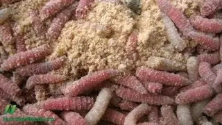 Cheese Mites and Maggots