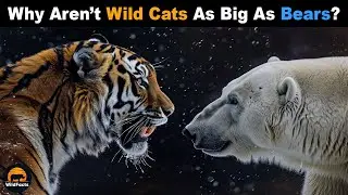 Why Aren’t Wild Cats As Big As Bears?