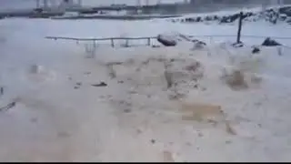Нашествие песцов в Норильске