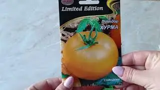 Насіння помідорів ,які я вибрала для розсади на продаж. 2023
