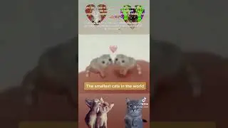 The Smallest cat in the world🐾(Show￼ This To Someone to Make ther day🥰🌈💗🌸)