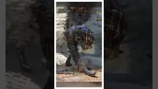 Кот рыбак, да ещё и отличный пловец!