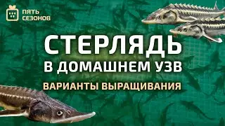 Варианты выращивания стерляди в домашнем УЗВ // Выращивание стерляди №17