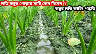 লতি কচুর গোড়ায় মাটি কেন দিবেন ? | কচুর লতি কাটিং পদ্ধতি | কচু চাষ পদ্ধতি @atikagro95