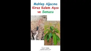 Mahlep Ağacına Kiraz Kalem Aşısı ve Sonucu