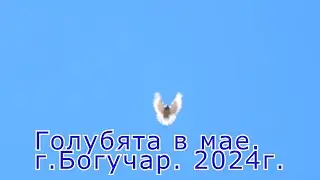 Голубята в мае 2024г. г.Богучар. Воронежской обл.