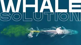 How Whale Poop Can Help Us Remove Carbon Dioxide From the Ocean | XPRIZE Carbon Removal