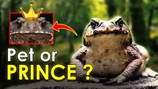 Dope Toad: Pet or Prince?