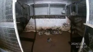 ЧЕМ КОРМИТЬ НУТРИЙ