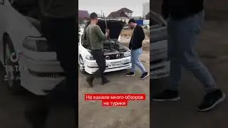 Волк или кабан?! Или турик?!??