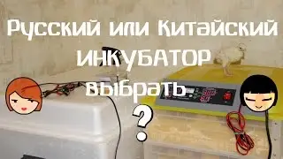 Какой инкубатор выбрать? Китайский или русский?