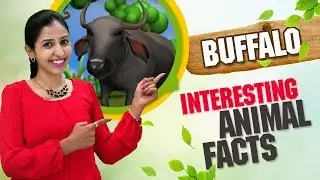 Interesting Animal Facts : Buffalo | Buffalo Essay in English | Buffalo Song, Story | Learn Animals