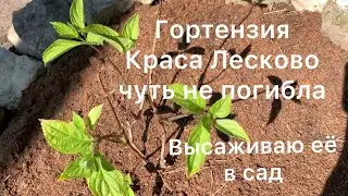 ГОРТЕНЗИЯ КРАСА ЛЕСКОВО ЧУТЬ НЕ ПОГИБЛА. Высаживаю её в сад.