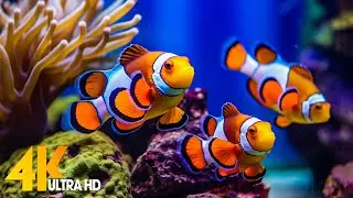 Aquarium 4K VIDEO (ULTRA HD) 🐠 Beautiful Coral Reef Fish - Relaxing Sleep Meditation Music