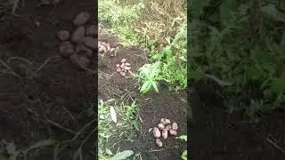 Копаем картофель сорт Тирас  сентябрь 2020