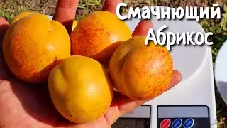 Найсмачніший абрикос Каліровка Крупноплодна