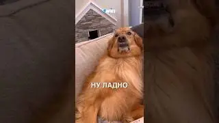 Пёсик-помощник 😂 