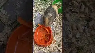 Что выберет свинка ? Очистки или чищенную морковь? 🤗