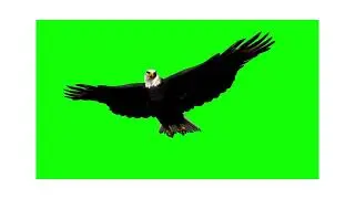 eagle green screen, birds, flying birds, flying eagle, chroma key