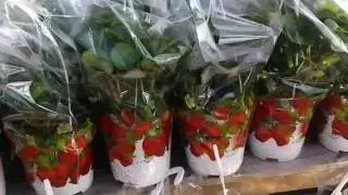 Садовый центр  в Голландии.