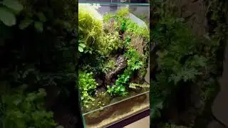 #Палюдариум