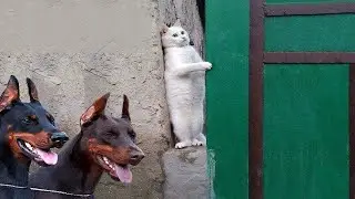 ПРИКОЛЫ С ЖИВОТНЫМИ😺🐶 | СМЕШНЫЕ КОТЫ и СОБАКИ😂