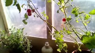 Помидоры из осенних пасынков.