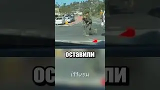 Собака  - часть команды