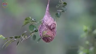 9 most strange and unique bird nests on the planet - Discovery Channel