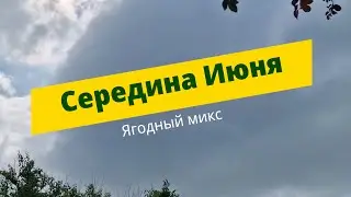 Середина Июня // Ягодный микс // Бетонируем столбики