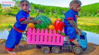 Naughty BiBi harvests fruit for Amee dog in the farm | Animals_Home