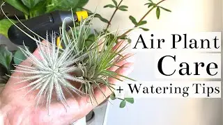 Air Plant (Tillandsia) Care + Watering Tips