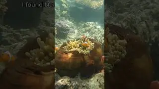 Free diving in Komodo. 🤿 