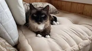 КОШКА РАЗГОВАРИВАЕТ С ХОЗЯЙКОЙ.