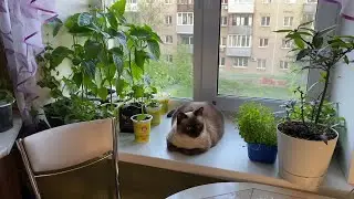 Обед. Мои заросли. Рассада тянется, а высаживать рано.
