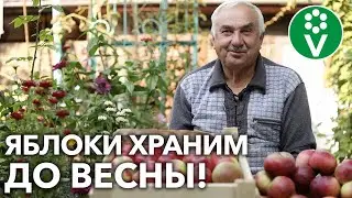 ЯБЛОКИ И ГРУШИ СОХРАНЯТСЯ ВСЮ ЗИМУ! Сочные плоды, как только что с дерева!