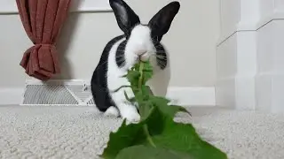 Rabbit eats giant leaf without stopping to swallow or breathe
