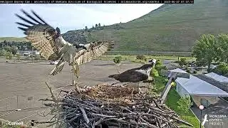 Iris Visits Male Osprey at Her Nest While Carrying A Fish | June 7, 2023