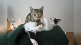 'Watching Cats on the Internet' by Rebellen
